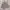 Urban Research Streetwear Gorpcore Puffer jacket Pria tan photo 6