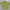 GU Streetwear Formal shirt Pria green photo 1