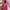 Guess Luxury Casual Wanita pink photo 3