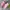 Nike Streetwear Sneakers Wanita pink photo 1
