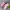 Nike Streetwear Sneakers Wanita Pink