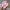 Nike Streetwear Sneakers Wanita pink photo 5