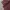 Japanese brand Casual Casual shirt Pria silver burgundy photo 5