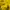 Carhartt Casual Suit Pria yellow photo 6