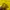Carhartt Casual Suit Pria yellow photo 5