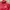 Adidas Sportswear Puffer jacket Pria red photo 6