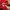 Pancoat Futurist Sweater Pria red photo 3