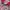 Lacoste Vintage Streetwear Bomber jacket Pria white red photo 5