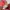 Adidas Indie Casual Sneakers Wanita tan pink photo 4