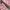 Adidas Indie Casual Sneakers Wanita white pink photo 2