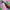 Puma Indie Casual Sneakers Wanita green pink photo 2