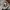Champion Gorpcore Puffer jacket Pria gray photo 5