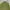 H&M Casual Casual shirt Pria green photo 4