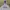 Champion Streetwear Sportswear Hoody Pria gray photo 3