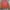 Stone Island Streetwear Casual Sweatshirt Pria pink photo 1