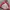 Arc'teryx Streetwear Gorpcore Pea coat Pria red gray photo 5