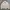Polo Ralph Lauren Vintage Casual Harrington Jacket Pria Cream