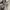 Dickies Sportswear Indie Casual pants Pria cream photo 4