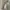 Dickies Sportswear Indie Casual pants Pria cream photo 3