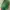 Casual Handbag Wanita green photo 6