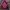 K2 Sportswear Casual Track jacket Pria red photo 2