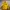Kodak Vintage Futurist Bomber Jacket Pria Yellow
