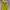 Luxury Midi dress Wanita white green photo 1