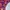 Dress colourful purple-pink Brand: Minimal Kondisi photo 4
