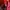The North Face Gorpcore Puffer jacket Pria red photo 5