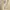 Carhartt Casual Casual shirt Pria tan cream photo 4