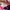 Adidas Casual Sneakers Wanita pink black photo 7