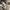 Carhartt Casual Casual pants Pria cream photo 6