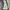 Uniqlo Sportswear Minimalist Track jacket Pria white photo 1