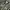 Avirex Vintage Casual Bomber Jacket Pria Green