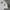 Pearly Gates Sportswear Casual Casual shirt Pria white black photo 2