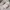 The Tinsel Rack Casual Crop top Wanita white photo 3