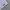 Asics Sportswear Casual Short Pria white photo 4
