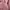 Muslim Other Wanita pink photo 6