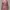 Muslim Other Wanita pink photo 1