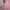 Muslim Other Wanita pink photo 7