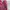 Burberry Luxury Trench Coat Wanita Burgundy