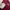Skater Minimalist Hoody Wanita burgundy photo 6