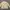Casual Windbreaker Pria Cream