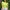Minimalist Crop top Wanita green photo 1