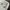 Columbia Gorpcore T-shirt Pria white photo 7
