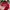 Vintage Hat Pria red photo 6