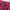 Forever 21 Casual Cami top Wanita burgundy red photo 6