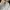 Dickies Casual Sweatshirt Pria white gray photo 6