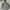 Cottagecore Parka Pria Gray