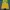 Tommy Hilfiger Casual T-shirt Pria yellow photo 1